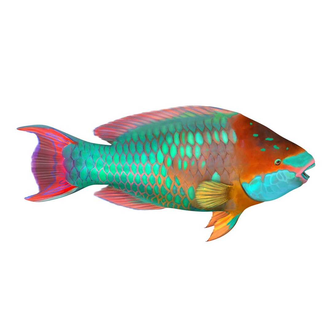 rainbow parrot fish max