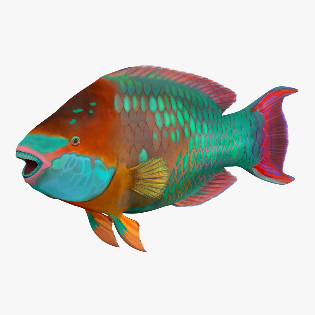 Rainbow Parrot Fish 3D model preview