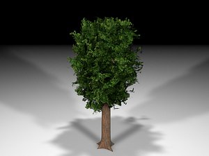 tree