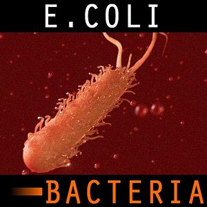 E.Coli