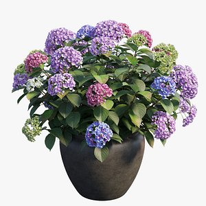Hydrangea in planters set 04