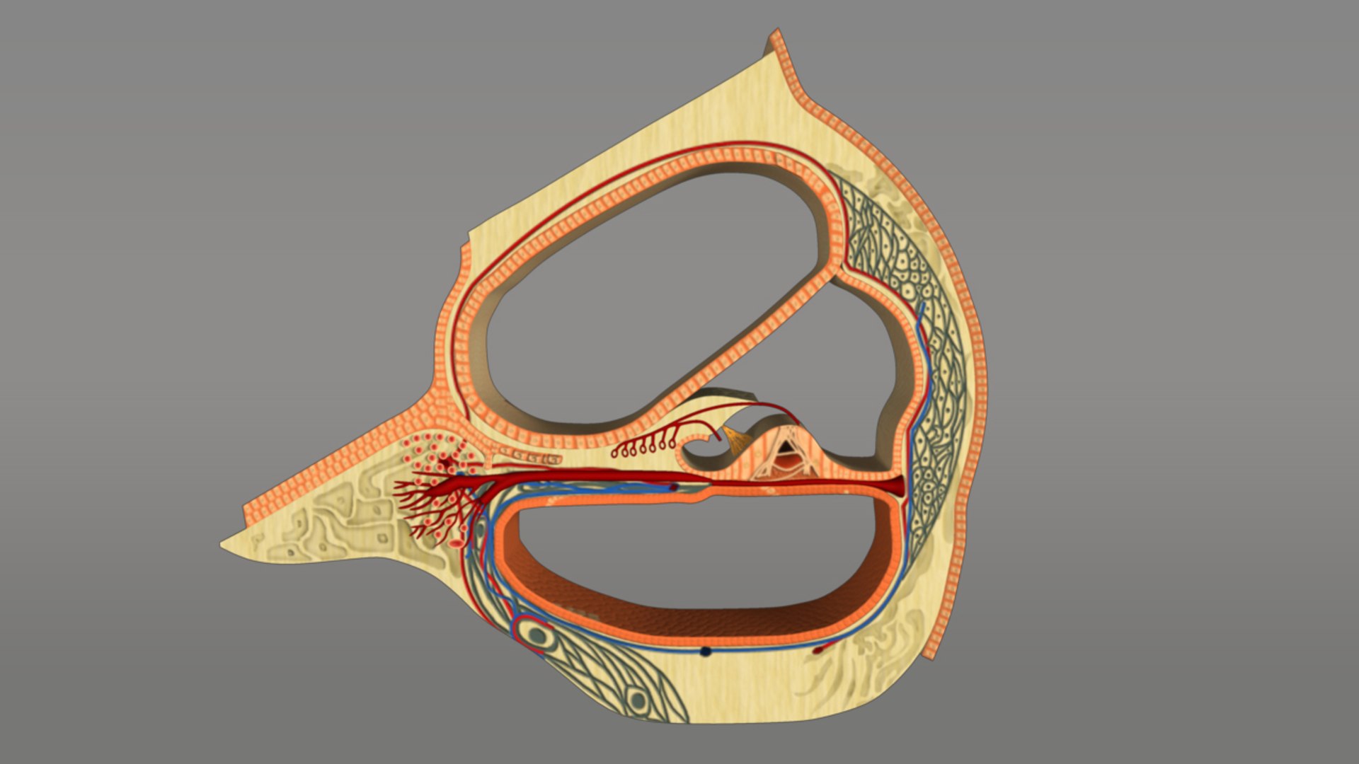 Cochlea Auditory Inner Ma