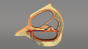 Sectional view of cochlea