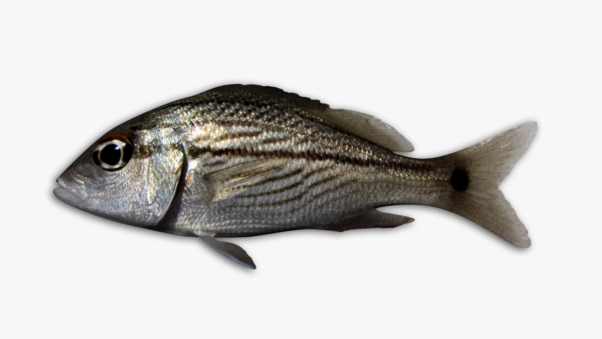 3D Grunt Fish Collection Model - TurboSquid 1818484