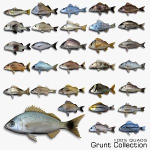 3D Grunt Fish Collection model