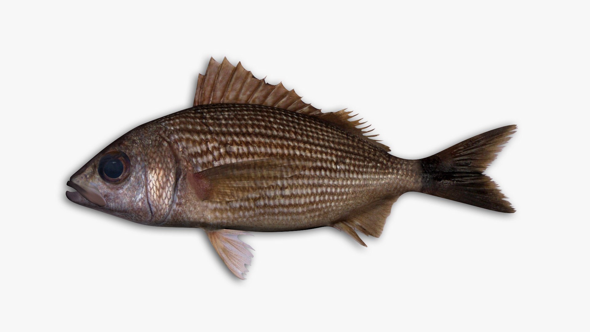 3D Grunt Fish Collection Model - TurboSquid 1818484