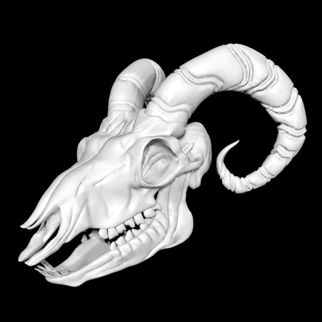 【貴重】羊 頭骨 巻角 ☆ヨーロッパ羊 くるくる巻角 スカルホーン☆ | 【CORE-BOX