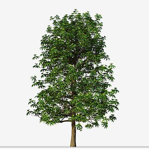 Set of Daphniphyllum Macropodum or False Daphne Trees 3D model