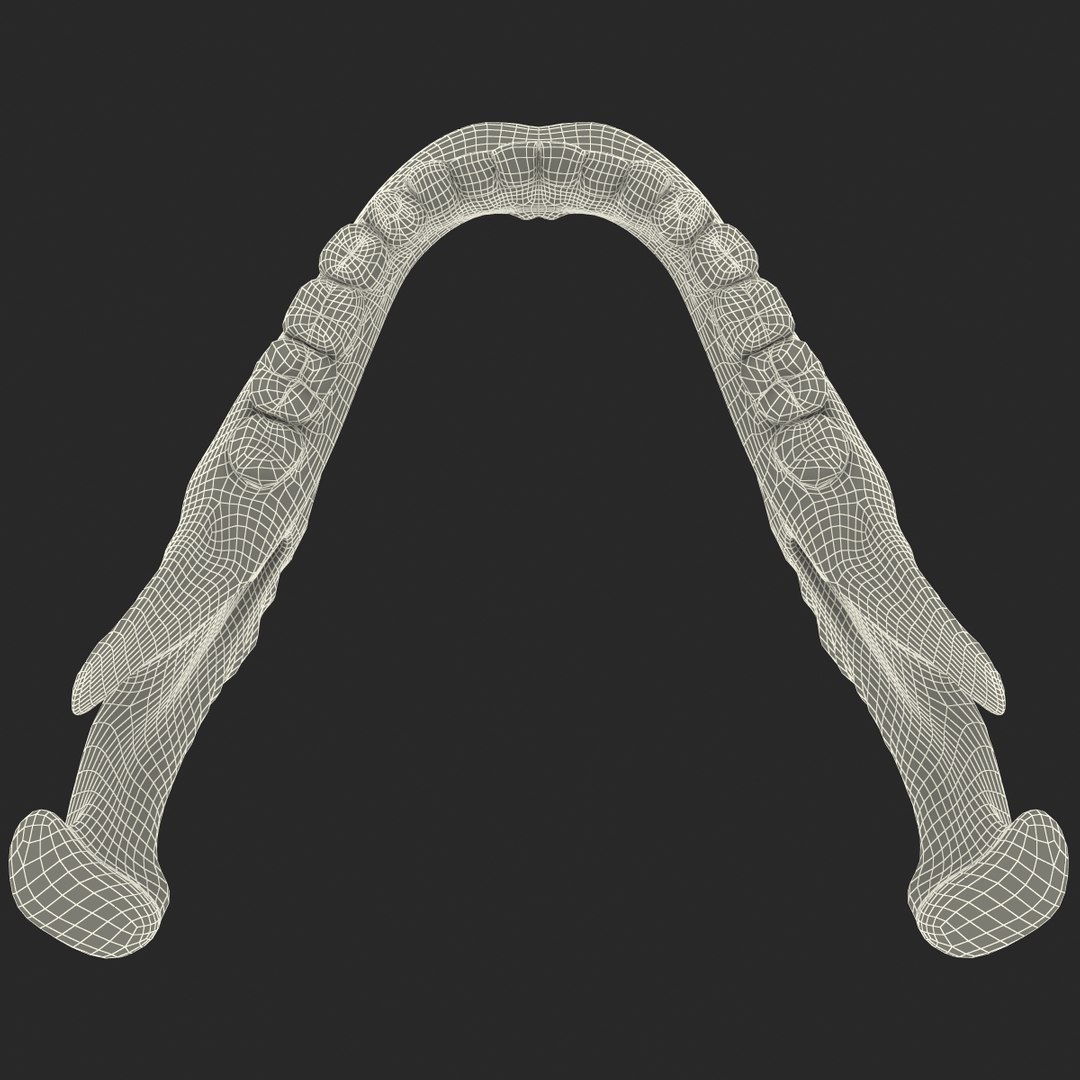 Mandible Bone 3d Model