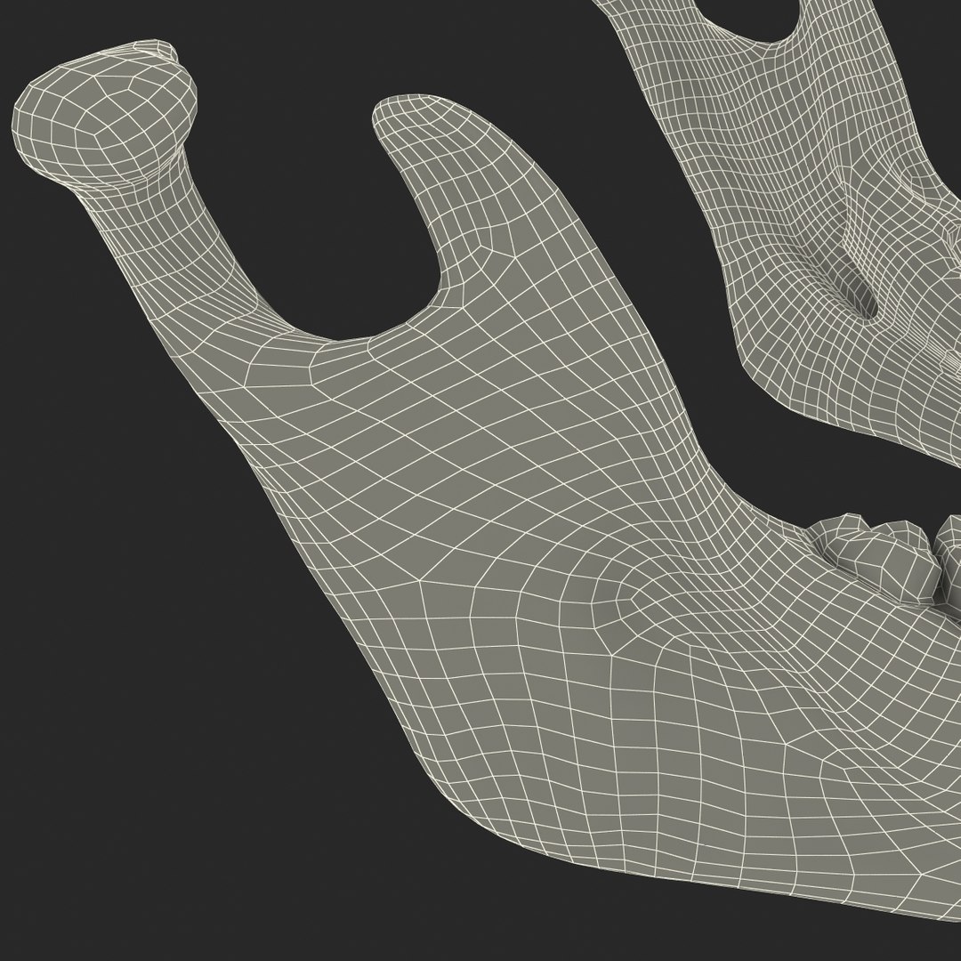 Mandible Bone 3d Model