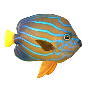 Chaetodontoplus Blue Line Angelfish 3D model