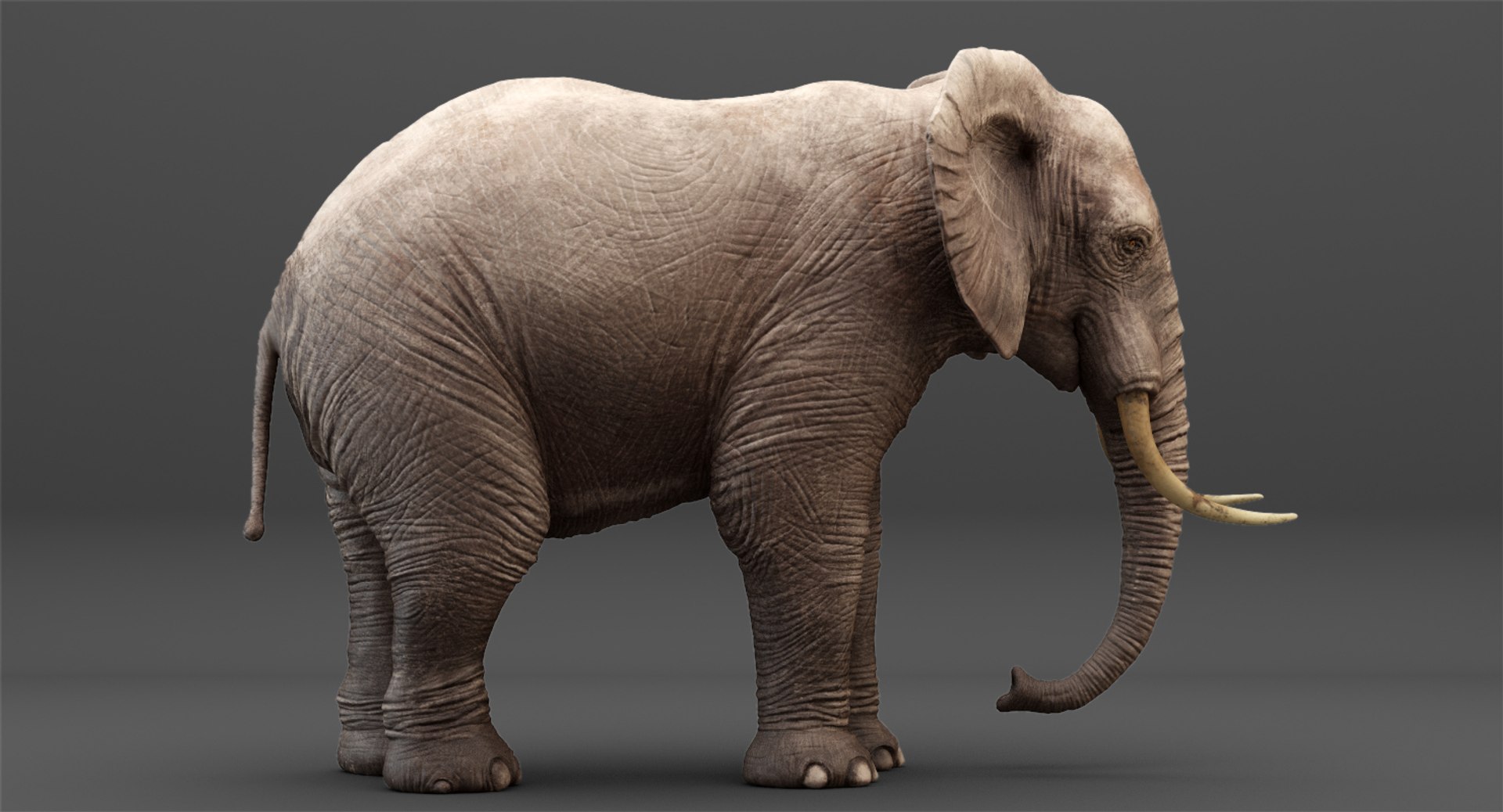 Elephant Rigging Animation 3D Model - TurboSquid 1214497