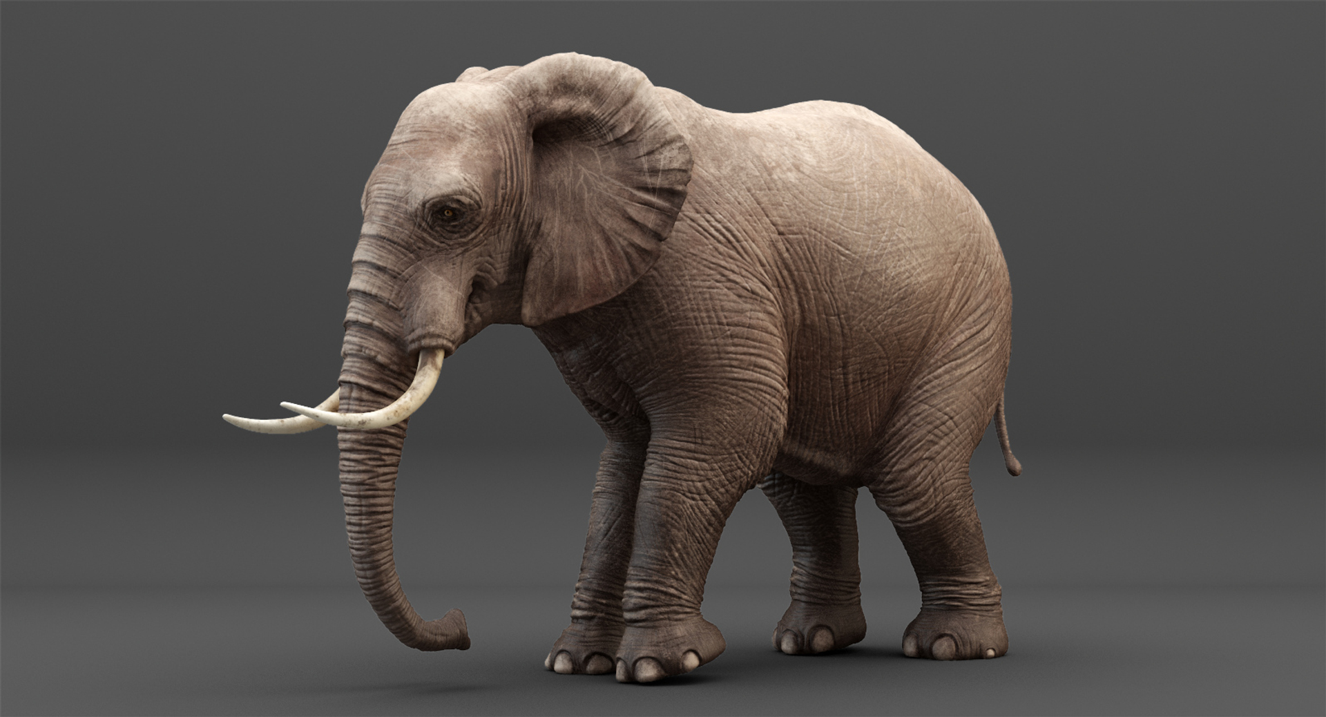 Elephant Rigging Animation 3D Model - TurboSquid 1214497