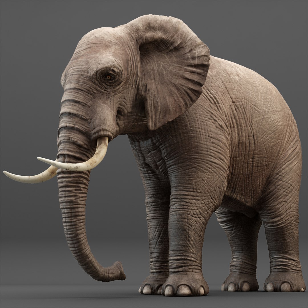 Elephant Rigging Animation 3D Model - TurboSquid 1214497