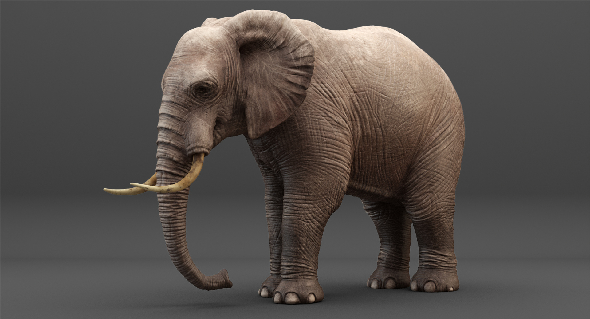Elephant Rigging Animation 3D Model - TurboSquid 1214497