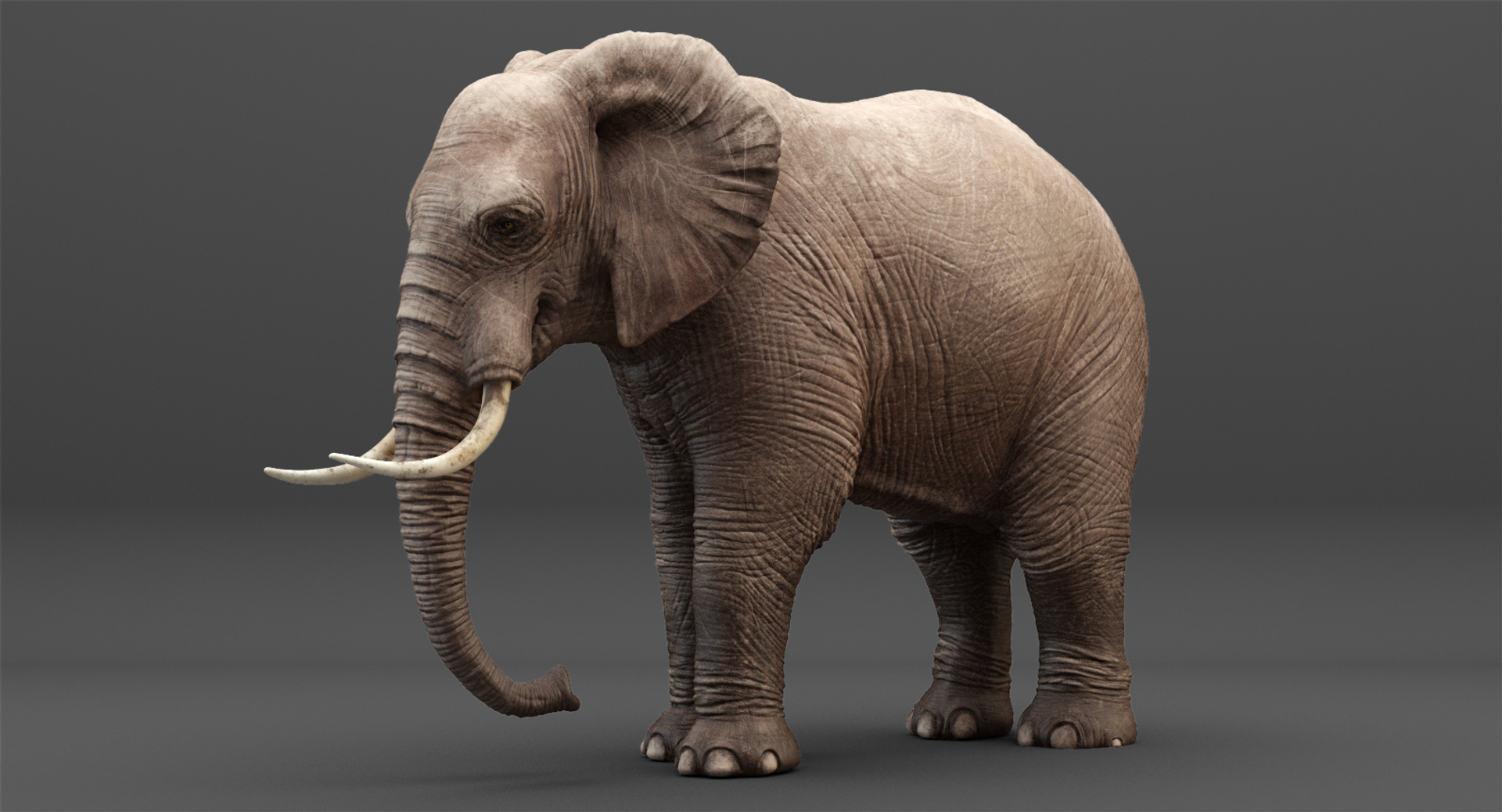 Elephant Rigging Animation 3D Model - TurboSquid 1214497