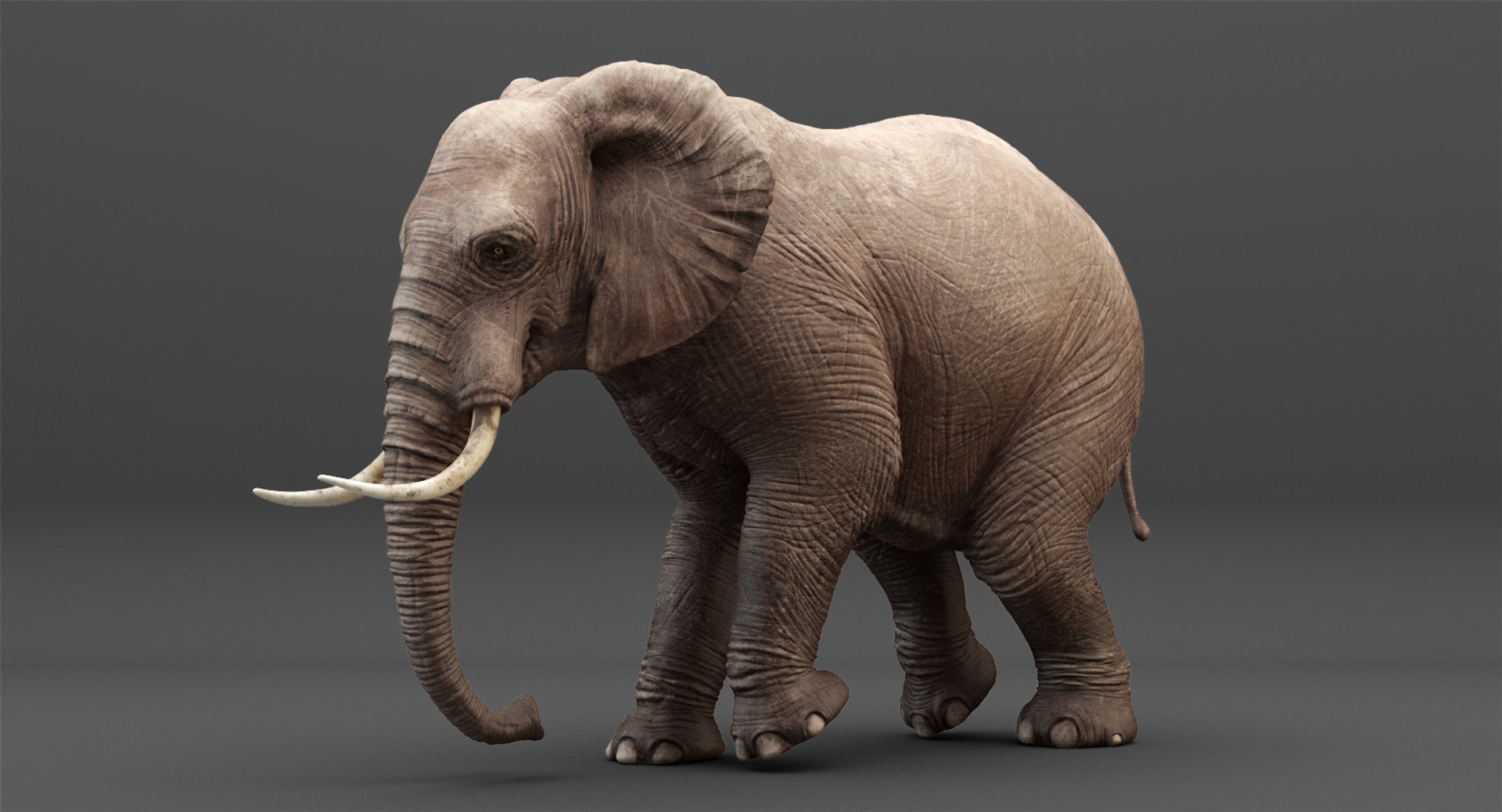 Elephant Rigging Animation 3D Model - TurboSquid 1214497