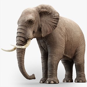 elephant rigging animation 3D model