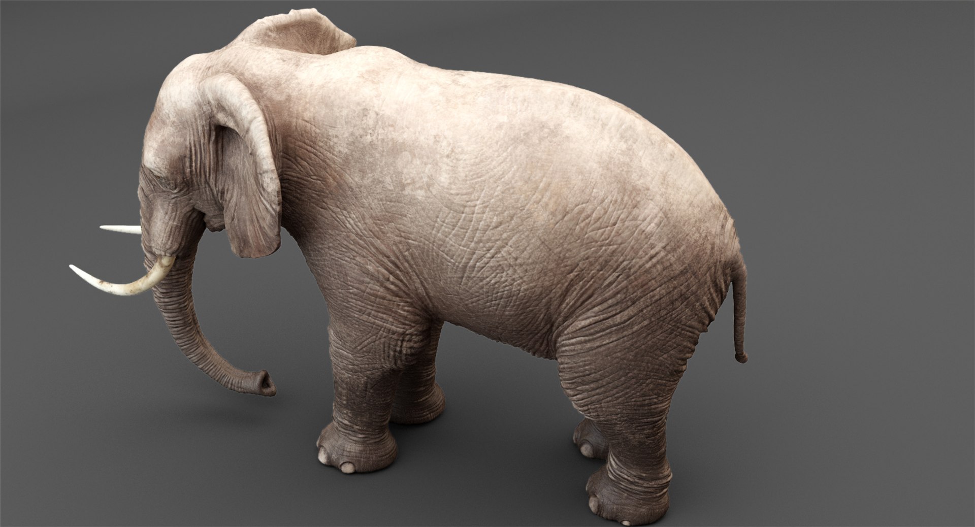 Elephant Rigging Animation 3D Model - TurboSquid 1214497
