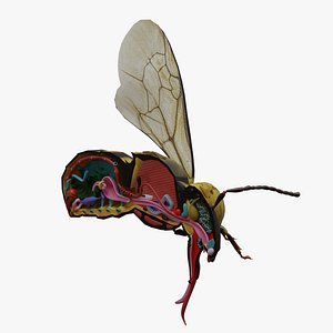 Hornet Anatomy 3d model 3D model