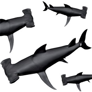 fully rigged hammerhead shark 3D