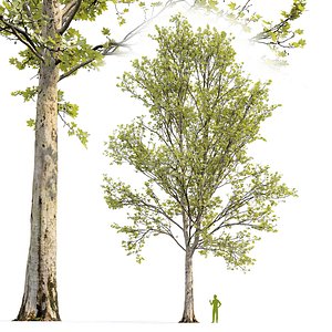 3D Plane-tree Sycamore Platanus V19 model