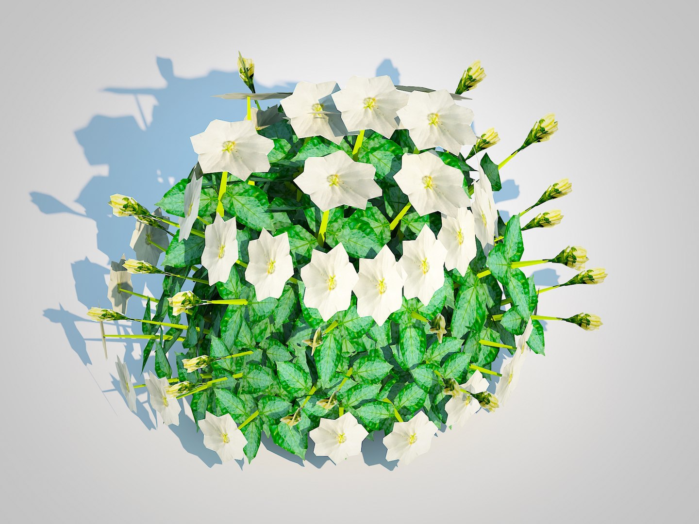 3D Campanula carpatica - Carpathian Bellflower-white https://p.turbosquid.com/ts-thumb/pl/FMC5Zr/0G/3/jpg/1727782585/1920x1080/fit_q87/453f38828acb45159af653bd5f4eed1cc59dedaf/3.jpg