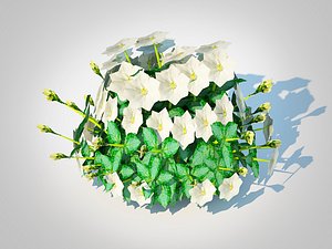 3D Campanula carpatica - Carpathian Bellflower-white