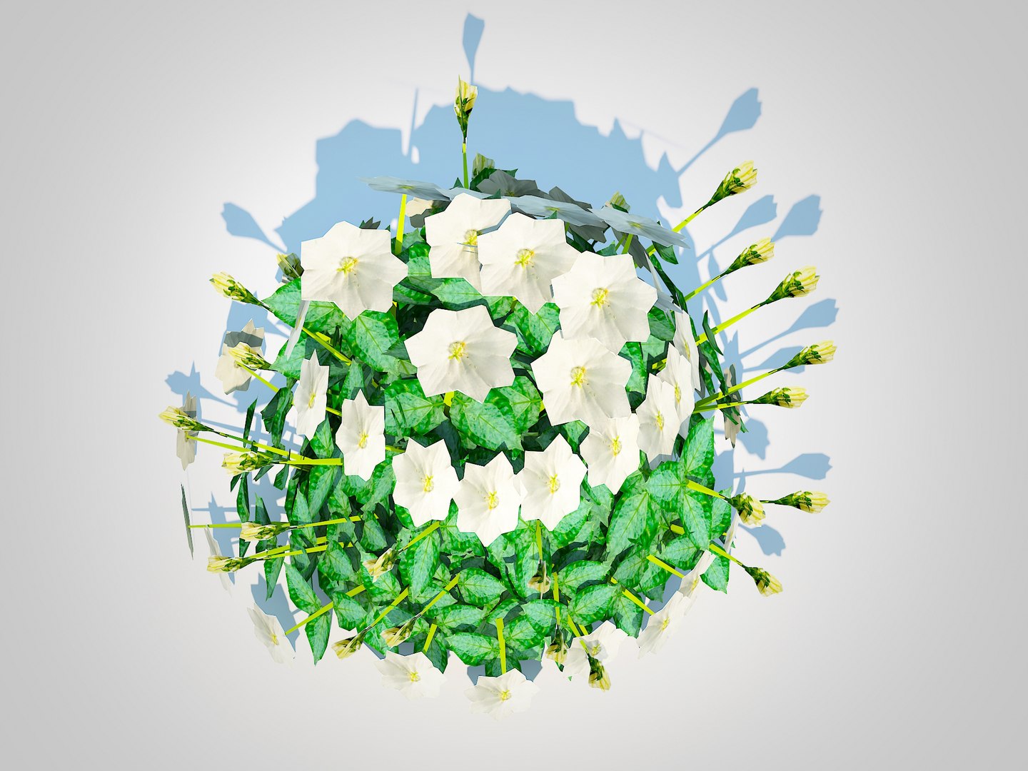 3D Campanula carpatica - Carpathian Bellflower-white https://p.turbosquid.com/ts-thumb/pl/FMC5Zr/LK/4/jpg/1727782588/1920x1080/fit_q87/016c66fad71ccbabd4c448671e2879e2671439a9/4.jpg