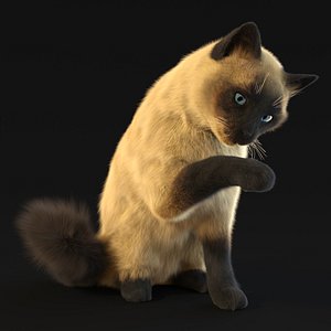3D cat siamese