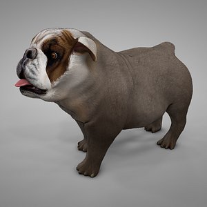 3D british bulldog grey white model