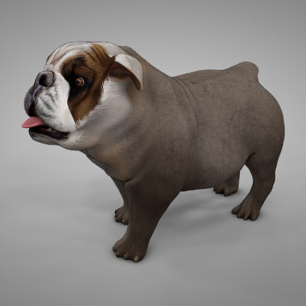 Grey best sale british bulldog