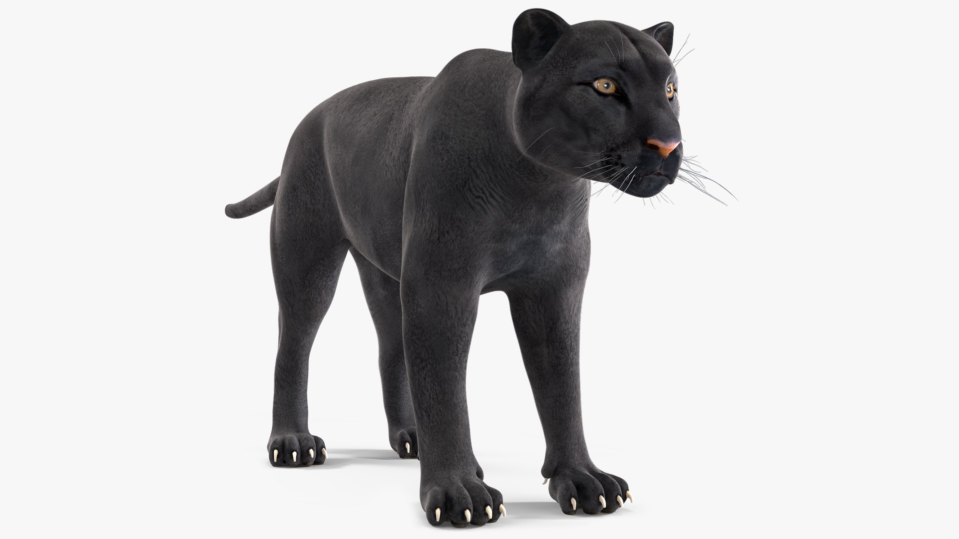 Black Panther 3D model preview