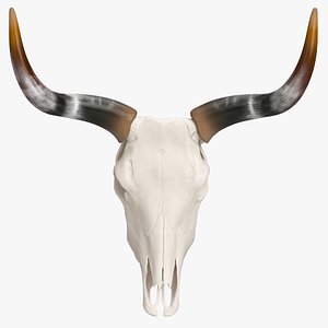 Cattle Skull and Horns model
