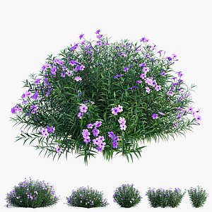 Ruellia brittoniana plant set 03