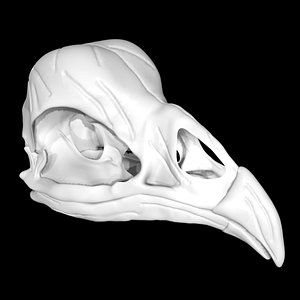3D Chicken skull