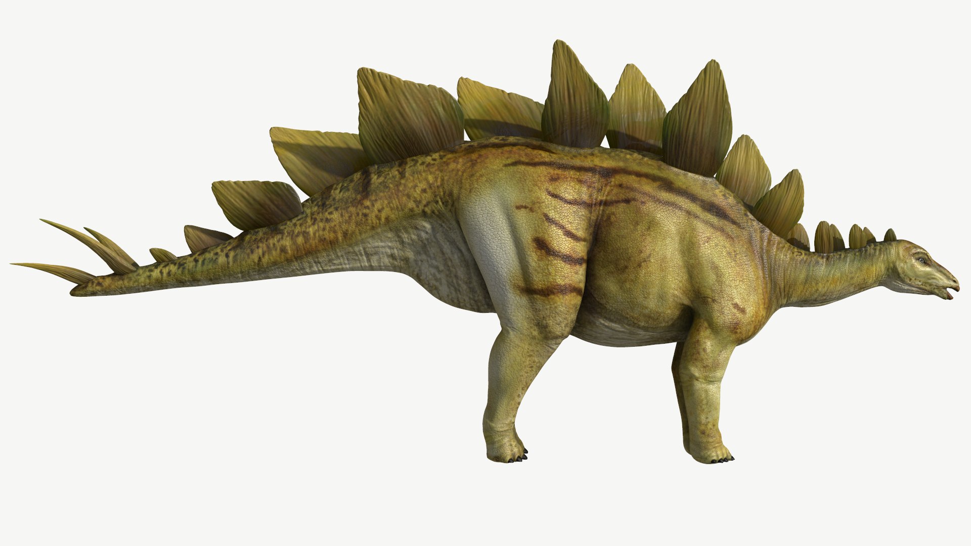 Stegosaurus 3d Obj