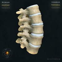 Vertebral column Lumbar