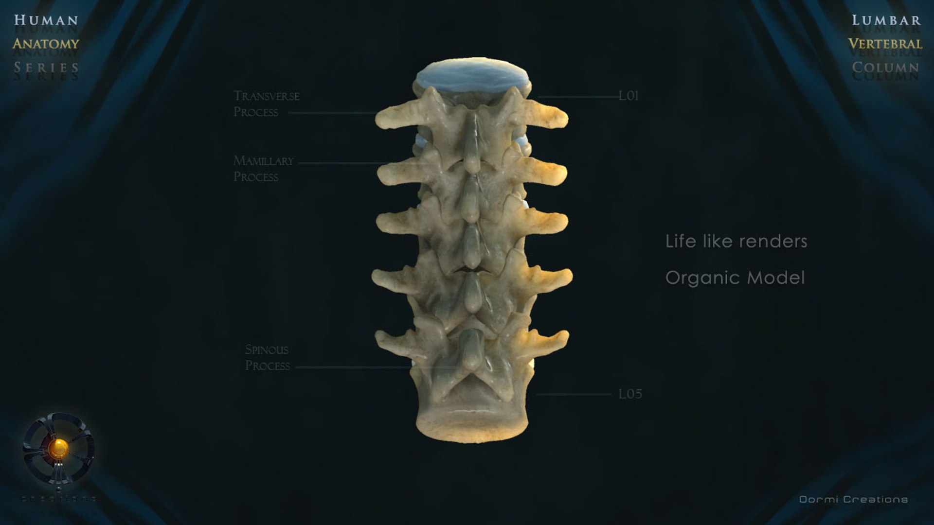 3d Model Vertebral Column Lumbar Vertebra