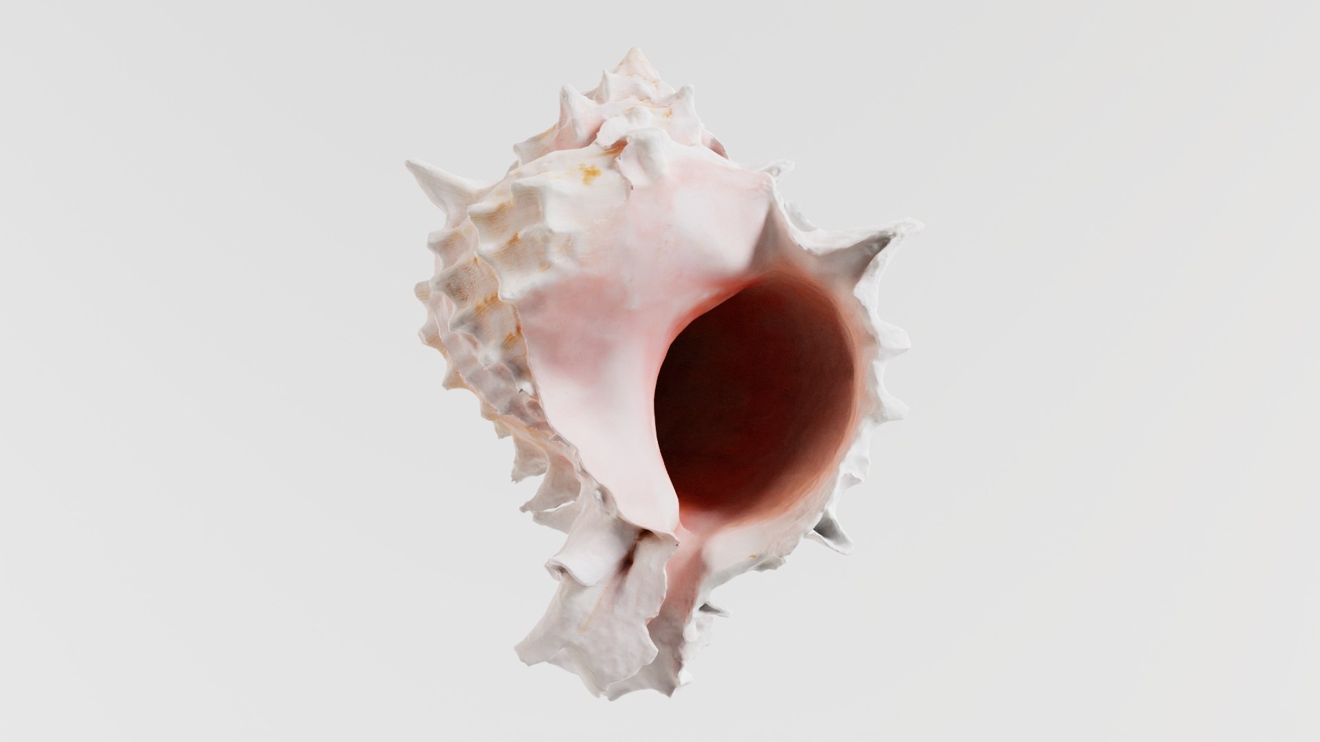 3D Shell Pink Remastered Model - TurboSquid 2359839