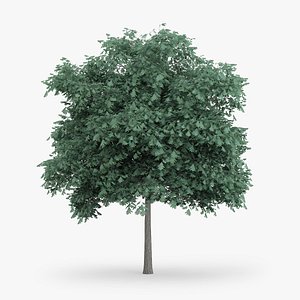 northern red oak 5 3d c4d