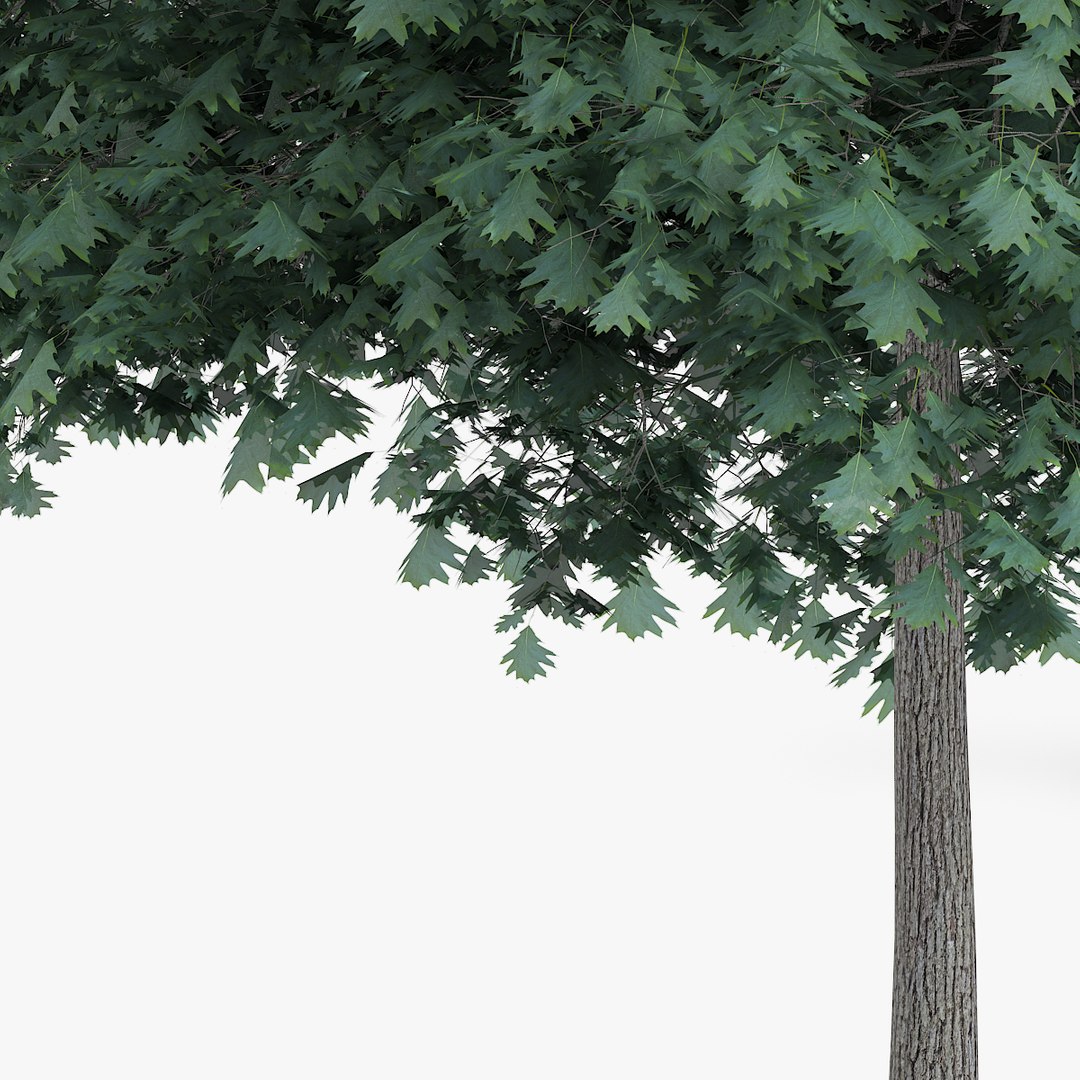 northern red oak 5 3d c4d https://p.turbosquid.com/ts-thumb/pl/mE6m9N/nFKY2S8m/redpolygon_oak_09_05copy/jpg/1439733528/1920x1080/fit_q87/b76c19ae22b8f7f8adddf4e1b03fd02dc9492dbc/redpolygon_oak_09_05copy.jpg