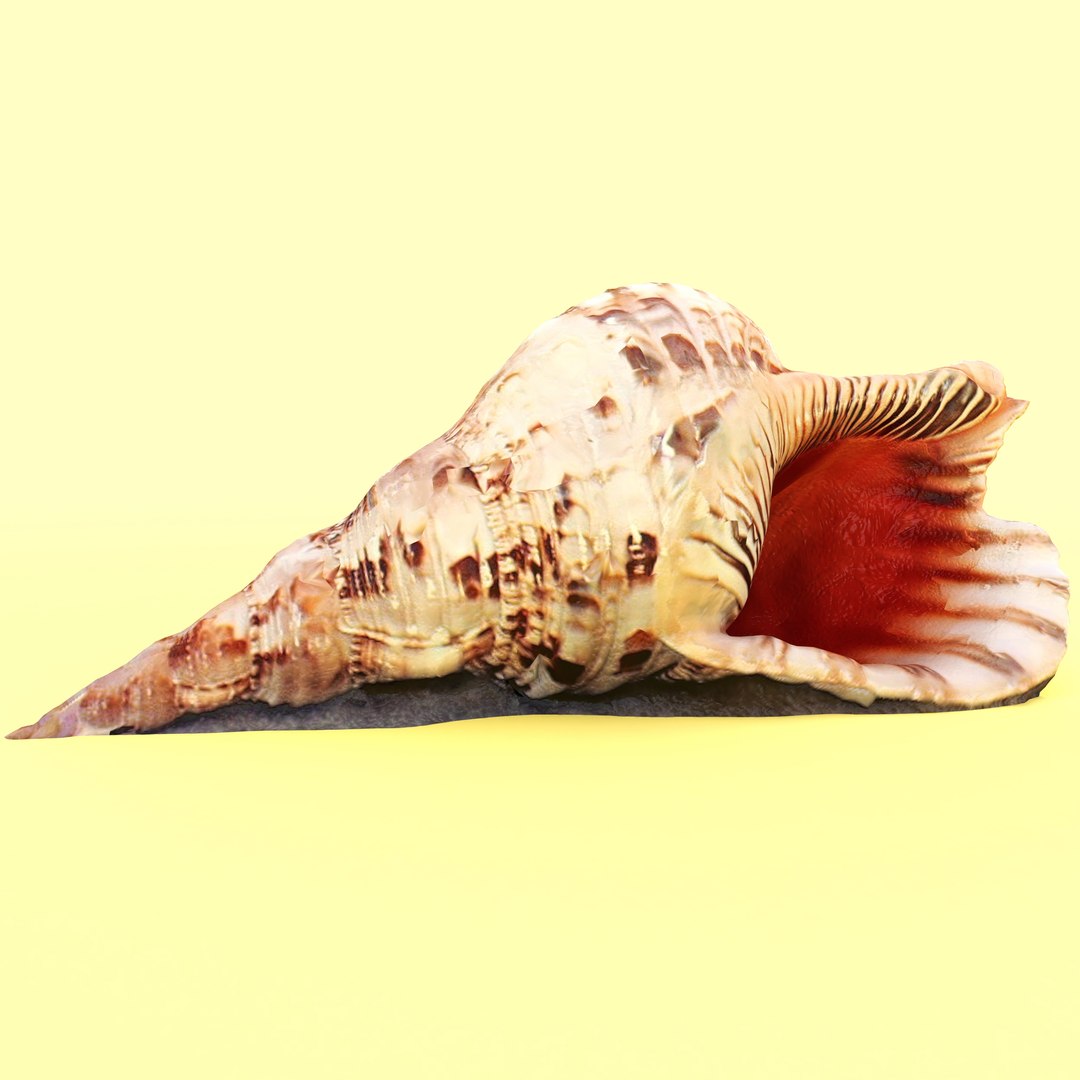 Scan Shells Horn Newt 3D Model - TurboSquid 1420763