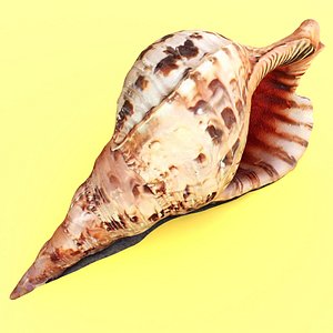 scan shells horn newt 3D model