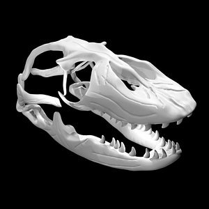 Rigged komodo dragon skull model