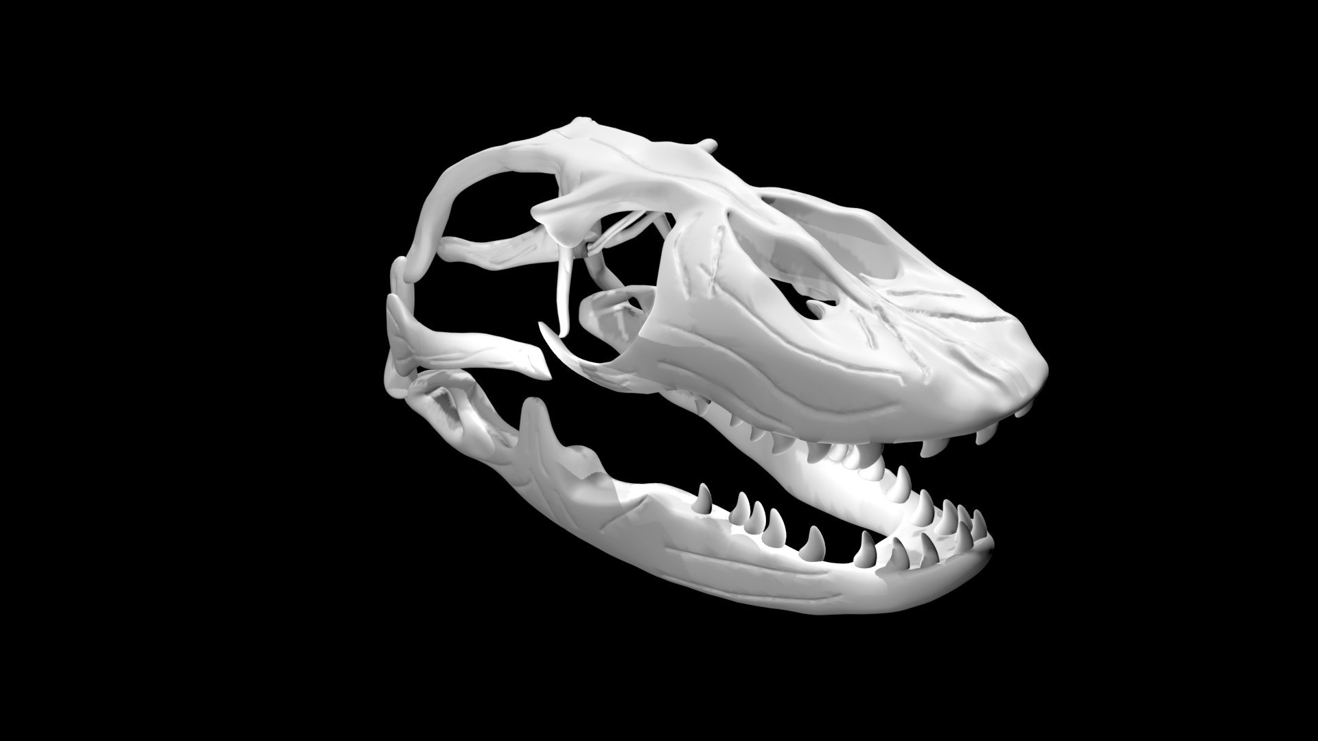 komodo dragon skull