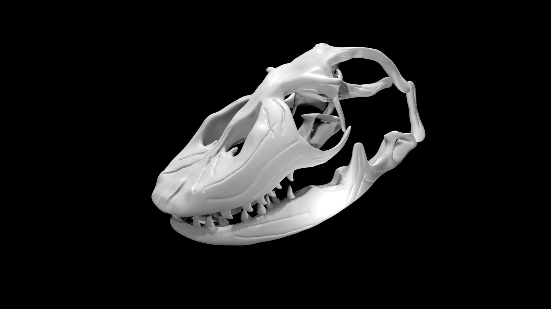 komodo dragon skull