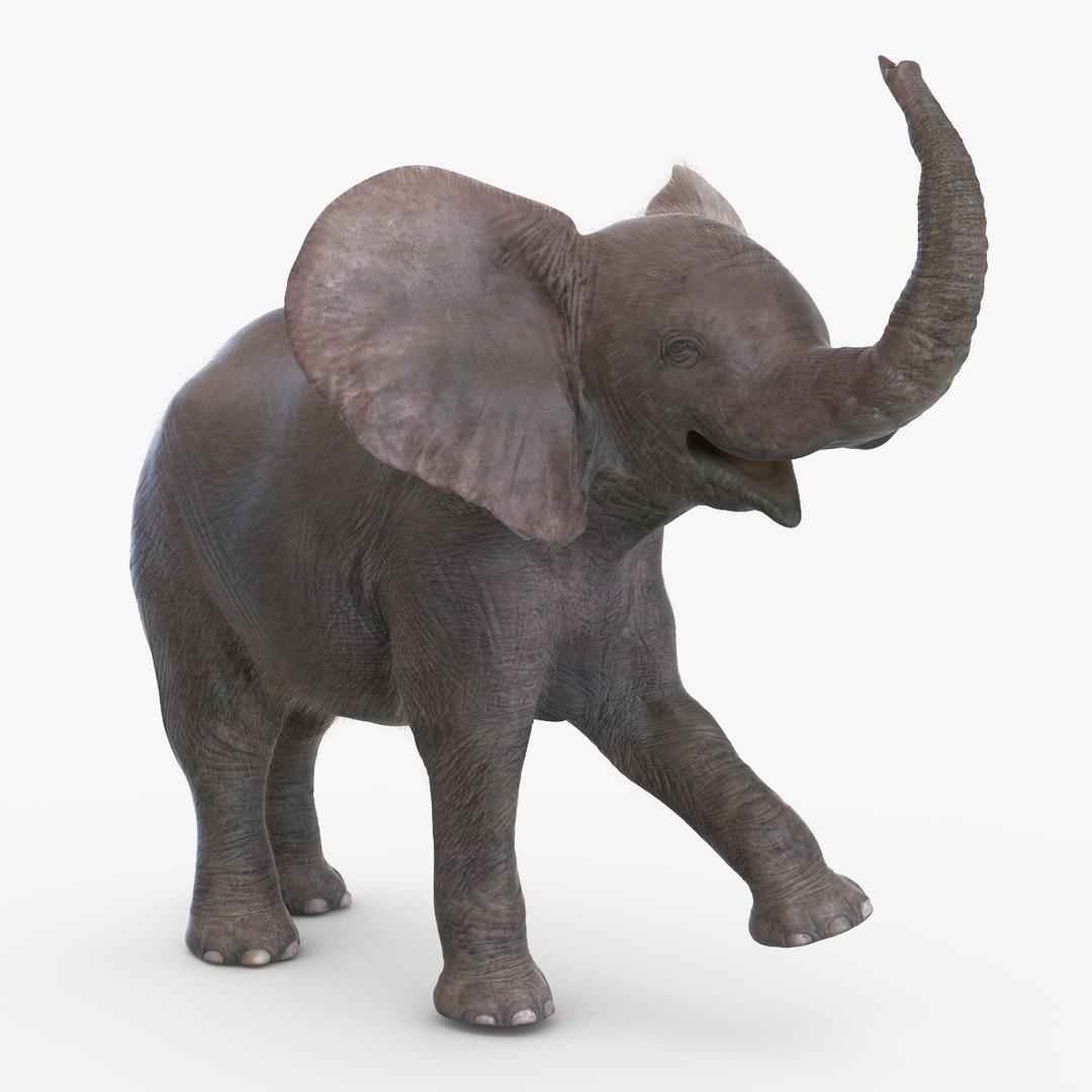 Baby Elephant Rigged with Fur 3D model preview