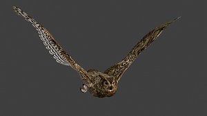 Greyish eagle owl