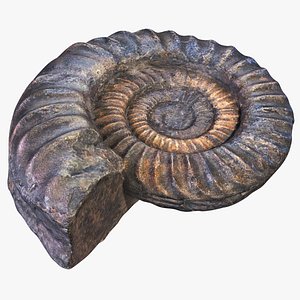 Ammonite Fossil - Arietites Bucklandi